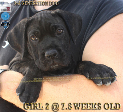 ankc fci pedigree red Cane Corso female available for sale